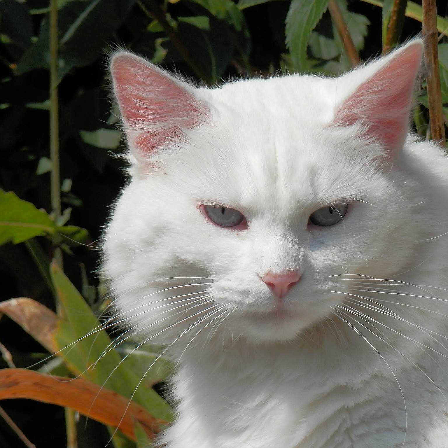 Lilou