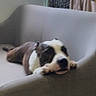 Nihno a rejoint le concours — aidez-le/la à gagner de superbes lots ! dog, couch, indoor, relaxed, brown_and_white, pet, furniture, paw, resting, canine, living_room, fabric, blurred, household, domestic_animal, comfort, laying_down, background, soft_surface, animal