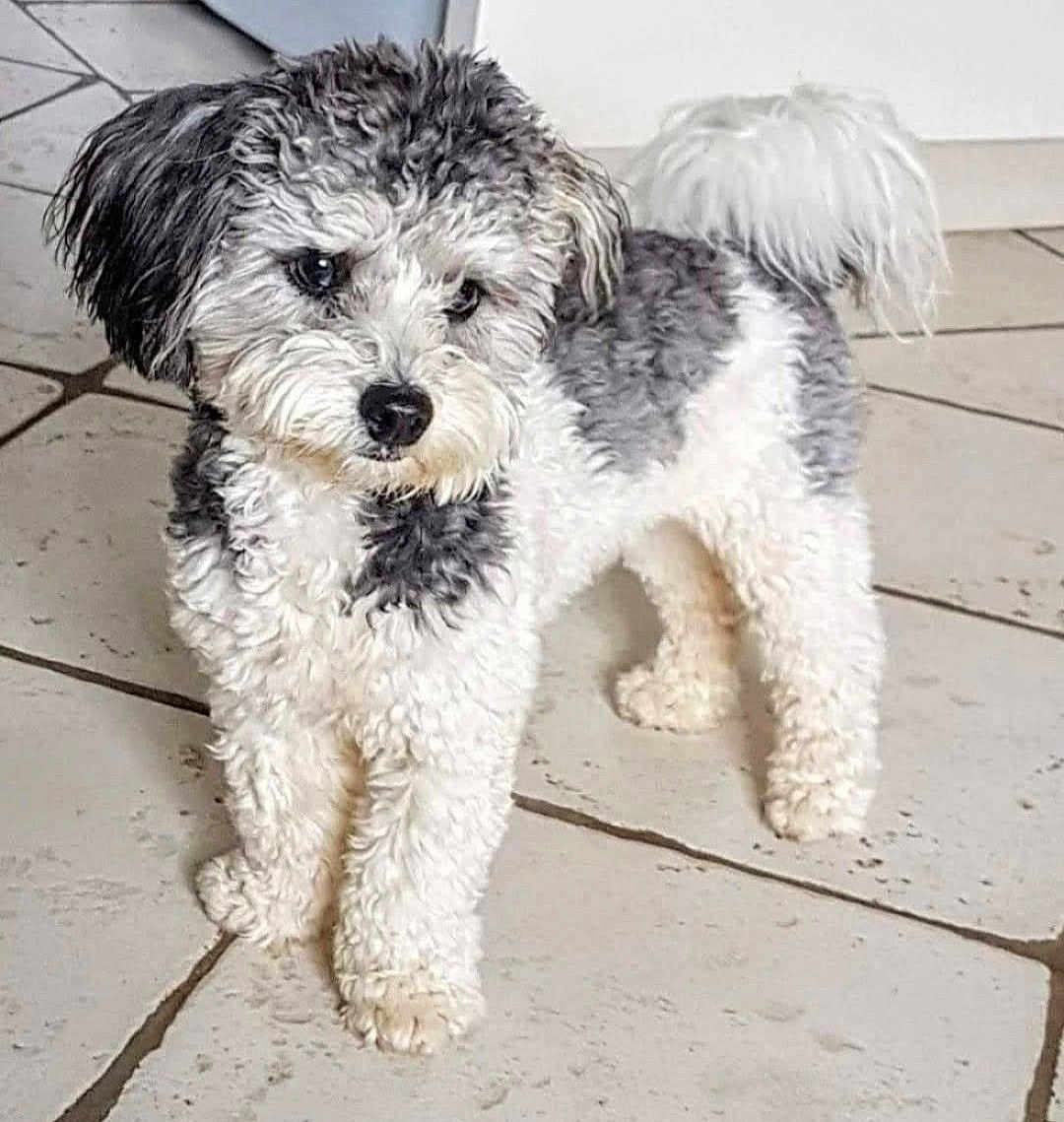 Naya a rejoint le concours — aidez-le/la à gagner de superbes lots ! dog, curly_fur, white_fur, gray_fur, pet, indoor, tile_floor, small_dog, standing, cute, fluffy, tail, ears, canine, domestic_animal, fur_texture, animal, companion, curious, looking_away