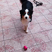 Moon a rejoint le concours — aidez-le/la à gagner de superbes lots ! dog, pet, outdoor, patio, tile_floor, toy, leash, garden, grass, wall, curious, black_and_white, brown, fur, animal, canine, alert, playful, daytime, standing