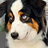 Moon participe au concours pour gagner de l'argent avec cette photo : dog, australian_shepherd, close_up, portrait, blue_eyes, tricolor, fur, pet, animal, canine, fluffy, ears, nose, whiskers, indoor, soft_light, focused, expression, background_blur, muzzle