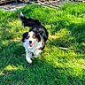 Moon a rejoint le concours — aidez-le/la à gagner de superbes lots ! dog, grass, leash, outdoor, happy, blue_eyes, running, sunlight, fur, nature, playful, animal, pet, greenery, wood, pile, daylight, canine, smiling, lawn