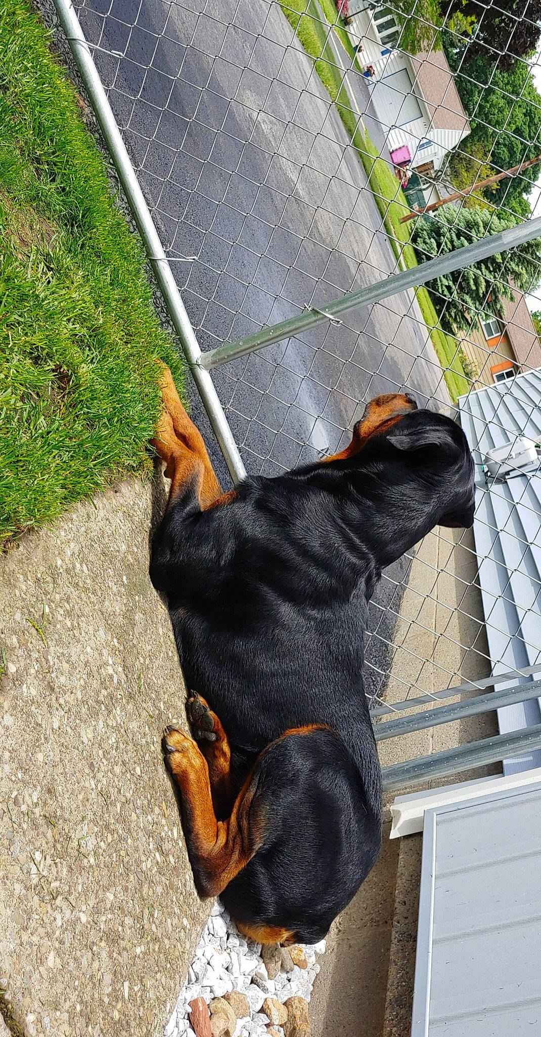 Bernie joined the competition — help win amazing prizes! canidae, carnivore, dobermann, dog, dog_breed, german_pinscher, guard_dog, manchester_terrier, miniature_pinscher, pinscher, snout, sporting_group, tail