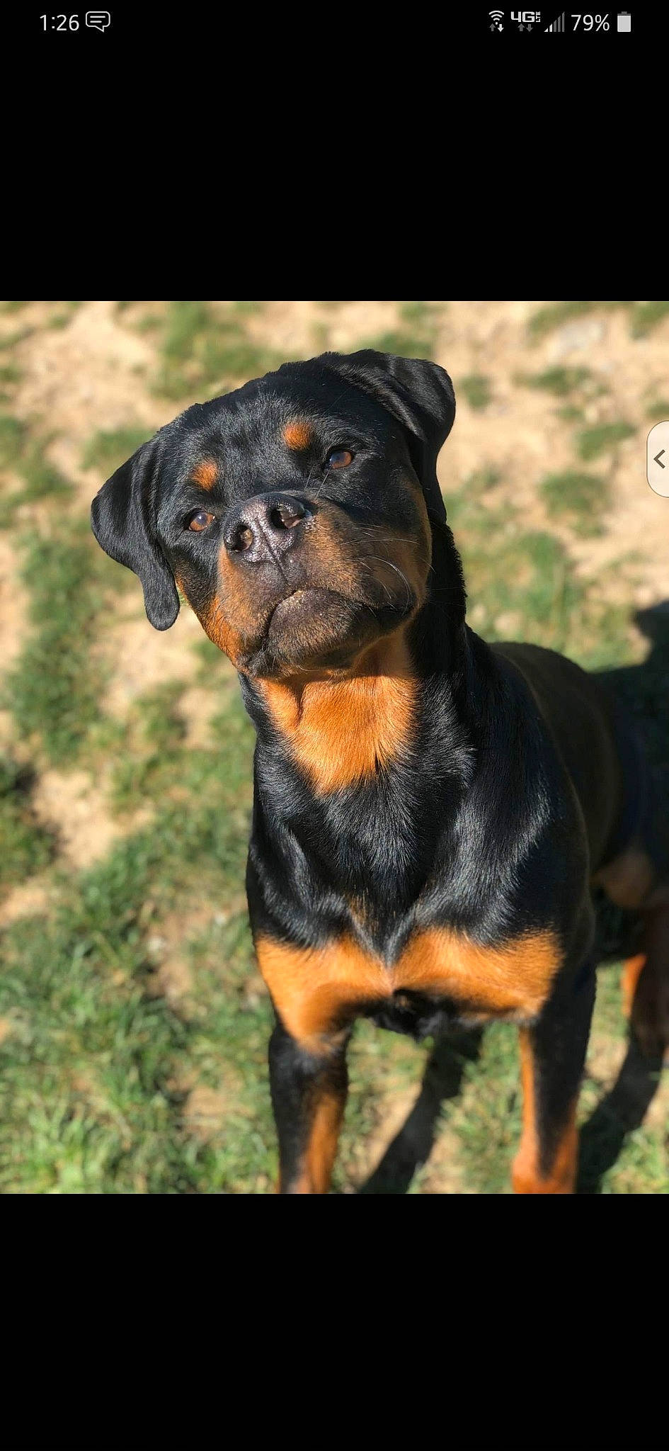 Bernie is registered to the contest to win money with this photo: austrian_black_and_tan_hound, canidae, carlin_pinscher, carnivore, companion_dog, dog, dog_breed, fawn, huntaway, hunting_dog, mammal, molosser, polish_hunting_dog, rare_breed_dog, rottweiler, vertebrate, working_dog