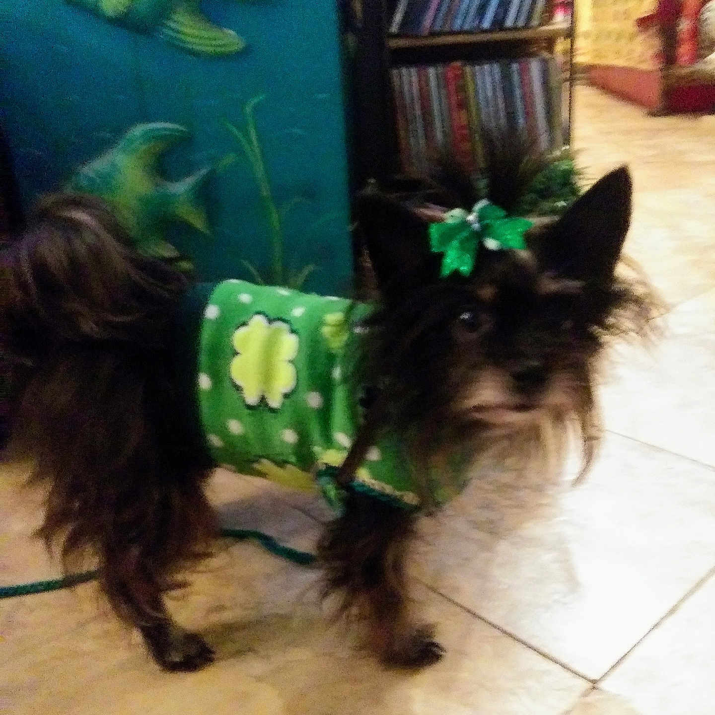 Gia joined the competition — help win amazing prizes! accessories, affenpinscher, animal, book, bookcase, canine, dog, fish, furniture, head, indoors, library, person, pet, plant, pottedplant, puppy, sealife, shelf, terrier