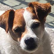 Titi Lucky a rejoint le concours — aidez-le/la à gagner de superbes lots ! animal, brown_and_white, calm, close_up, companion, cute, dog, ears, friendly, fur, indoor, mammal, nose, pet, portrait, relaxed, resting, shadow_pattern, sunlight, whiskers