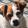 animal, brown_and_white, calm, close_up, companion, cute, dog, ears, friendly, fur, indoor, mammal, nose, pet, portrait, relaxed, resting, shadow_pattern, sunlight, whiskers