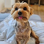 Cookie participe au concours pour gagner de l'argent avec cette photo : dog, pet, cute, tongue_out, fluffy, small_dog, indoor, blanket, bed, fur, animal, mammal, canine, portrait, sitting, playful, adorable, cozy, domestic, friendly