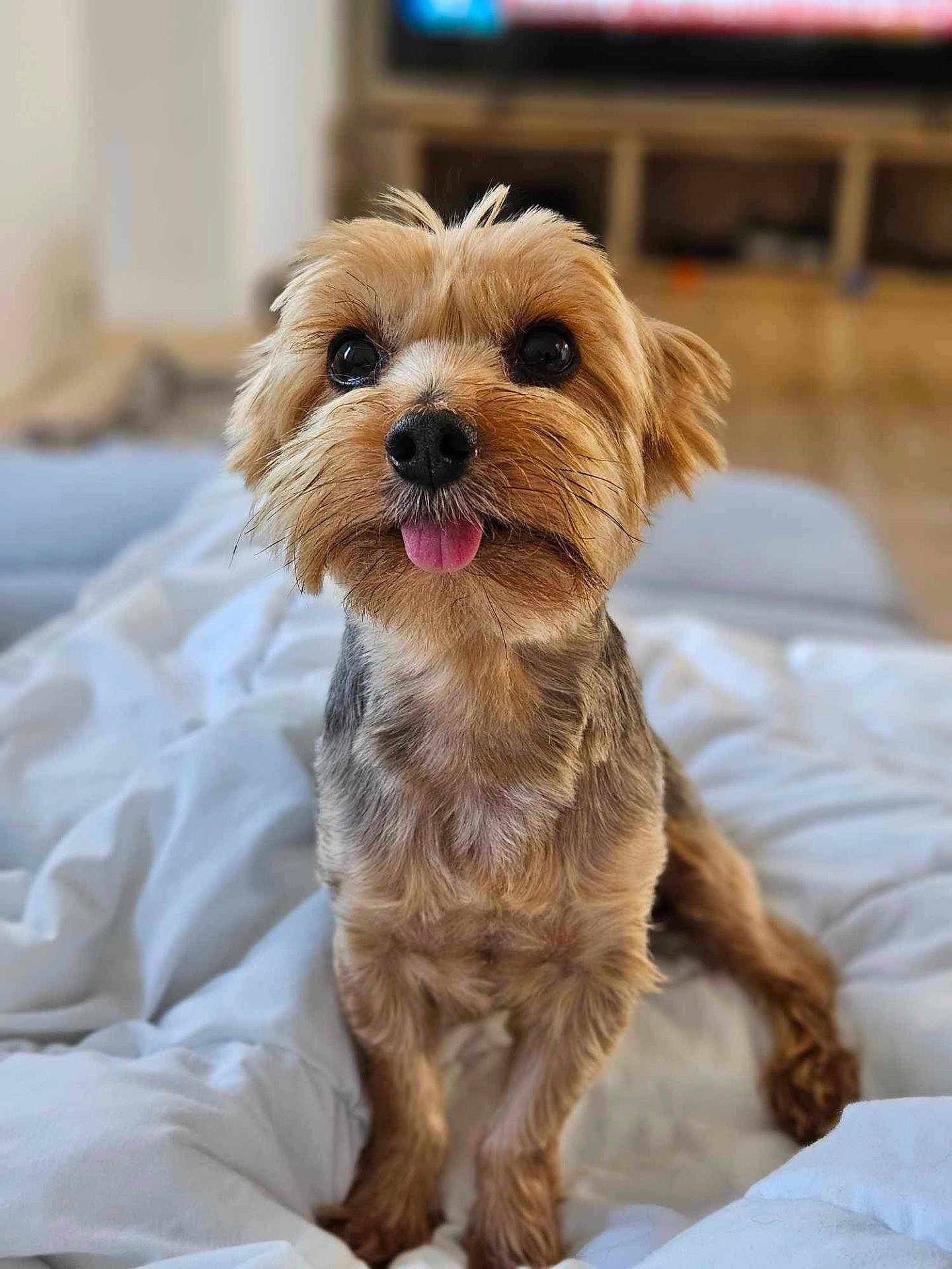 Cookie participe au concours pour gagner de l'argent avec cette photo : dog, pet, cute, tongue_out, fluffy, small_dog, indoor, blanket, bed, fur, animal, mammal, canine, portrait, sitting, playful, adorable, cozy, domestic, friendly