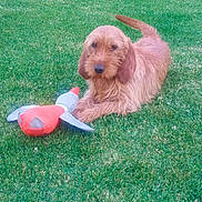 Uno a rejoint le concours — aidez-le/la à gagner de superbes lots ! dog, grass, toy, outdoor, pet, animal, playing, cute, fur, laying, greenery, nature, mammal, companion, leisure, relaxed, snout, ears, tail, domestic