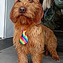 Uno participe au concours pour gagner de l'argent avec cette photo : dog, rainbow_tie, brown_dog, pet, animal, fur, canine, tie, standing, indoor, person_partial, scarf, concrete_floor, cute, adorable, portrait, domestic_animal, companionship, furry, friendly