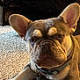 Rex is registered to the contest to win money with this photo: animal, canine, carpet, closeup, collar, cute, dog, domestic_animal, ears, face, french_bulldog, fur, indoor, looking, mammal, paw, pet, resting, snout, tag
