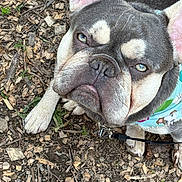 Rex is registered to the contest to win money with this photo: animal, bandana, canine, close_up, collar, dog, ears, expression, face, french_bulldog, fur, ground, leash, leaves, nature, outdoor, paw, pet, portrait, wood_chips