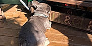 Rex joined the competition — help win amazing prizes! animal, back_view, brown_wood, collar, daylight, dog, domestic_animal, flooring, green_wall, nature, outdoor, pet, plant, quiet, relaxation, resting, shadow, sunlight, wooden_bench, wooden_deck
