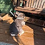 animal, back_view, brown_wood, collar, daylight, dog, domestic_animal, flooring, green_wall, nature, outdoor, pet, plant, quiet, relaxation, resting, shadow, sunlight, wooden_bench, wooden_deck