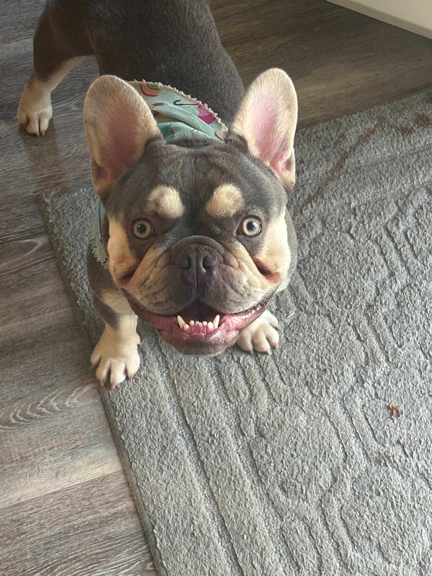 Rex