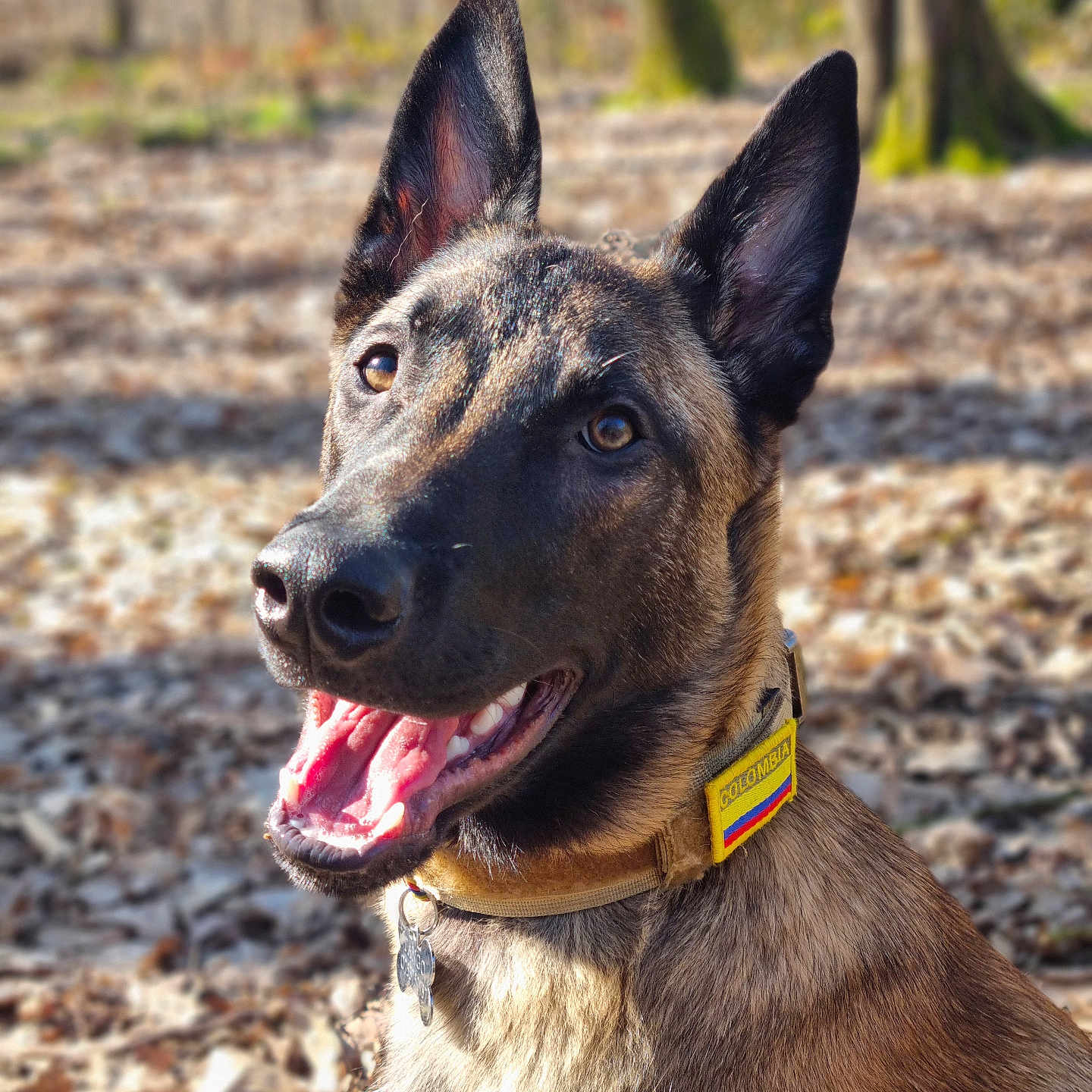 Tango a rejoint le concours — aidez-le/la à gagner de superbes lots ! accessories, animal, bodypart, canine, collar, dog, germanshepherd, grass, hound, leash, mouth, person, pet, plant, policedog, puppy, strap, tongue, tree, vegetation
