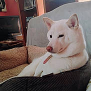 Cheyenne is registered to the contest to win money with this photo: dog, white_dog, pet_bed, indoor, cozy, relaxed, furniture, living_room, shelf, photograph, television, collar, side_view, animal, canine, fur, domestic_animal, resting, comfort, household