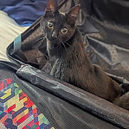 River Song is registered to the contest to win money with this photo: abyssinian, accessories, animal, bag, baggage, bed, blackcat, blanket, cat, couch, furniture, handbag, kitten, manx, pet, strap, suitcase