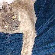 Sissy joined the competition — help win amazing prizes! cat, gray_cat, feline, animal, pet, fur, whiskers, paw, denim, clothing, fabric, resting, indoor, closeup, flash, reflection, comfort, relaxed, sleepy, cozy