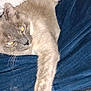 cat, gray_cat, feline, animal, pet, fur, whiskers, paw, denim, clothing, fabric, resting, indoor, closeup, flash, reflection, comfort, relaxed, sleepy, cozy