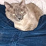 cat, animal, pet, feline, jeans, clothing, blanket, indoor, cozy, resting, fur, whiskers, closeup, lap, pattern, texture, blue, white, comfort, flash