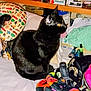 Scooter is registered to the contest to win money with this photo: black_cat, cat, indoor, pet, feline, couch, blanket, bag, colorful, clutter, household_items, sitting, bright_eyes, fur, domestic_animal, resting, cozy, furniture, orange, green