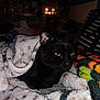 Scooter is registered to the contest to win money with this photo: black_cat, cat, animal, pet, blanket, cozy, indoor, soft_texture, yellow_eyes, sleepy, resting, warm_lighting, dim_light, patterned_blanket, feline, closeup, comfort, quiet, relaxed, dark_background
