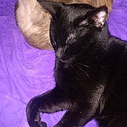 Scooter is registered to the contest to win money with this photo: cat, sleeping, black_cat, brown_cat, fur, pet, animal, cozy, blanket, purple_blanket, resting, nap, indoor, cute, domestic_animal, closeup, paw, whiskers, relaxation, companion