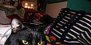 Scooter joined the competition — help win amazing prizes! black_cat, cat, animal, pet, yellow_eyes, blanket, striped_bag, indoor, cozy, furniture, clutter, decor, knickknacks, soft_texture, closeup, portrait, resting, domestic, feline, night