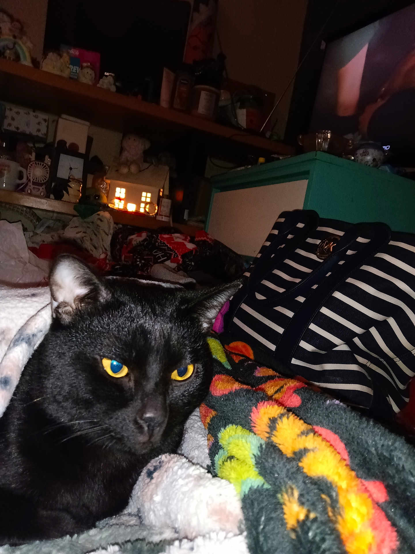 Scooter joined the competition — help win amazing prizes! black_cat, cat, animal, pet, yellow_eyes, blanket, striped_bag, indoor, cozy, furniture, clutter, decor, knickknacks, soft_texture, closeup, portrait, resting, domestic, feline, night