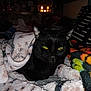Scooter is registered to the contest to win money with this photo: animal, black_cat, blanket, cat, closeup, comfort, cozy, dark, feline, fur, home, house_decor, indoors, night, patterned_blanket, pet, resting, soft_texture, warm_light, yellow_eyes