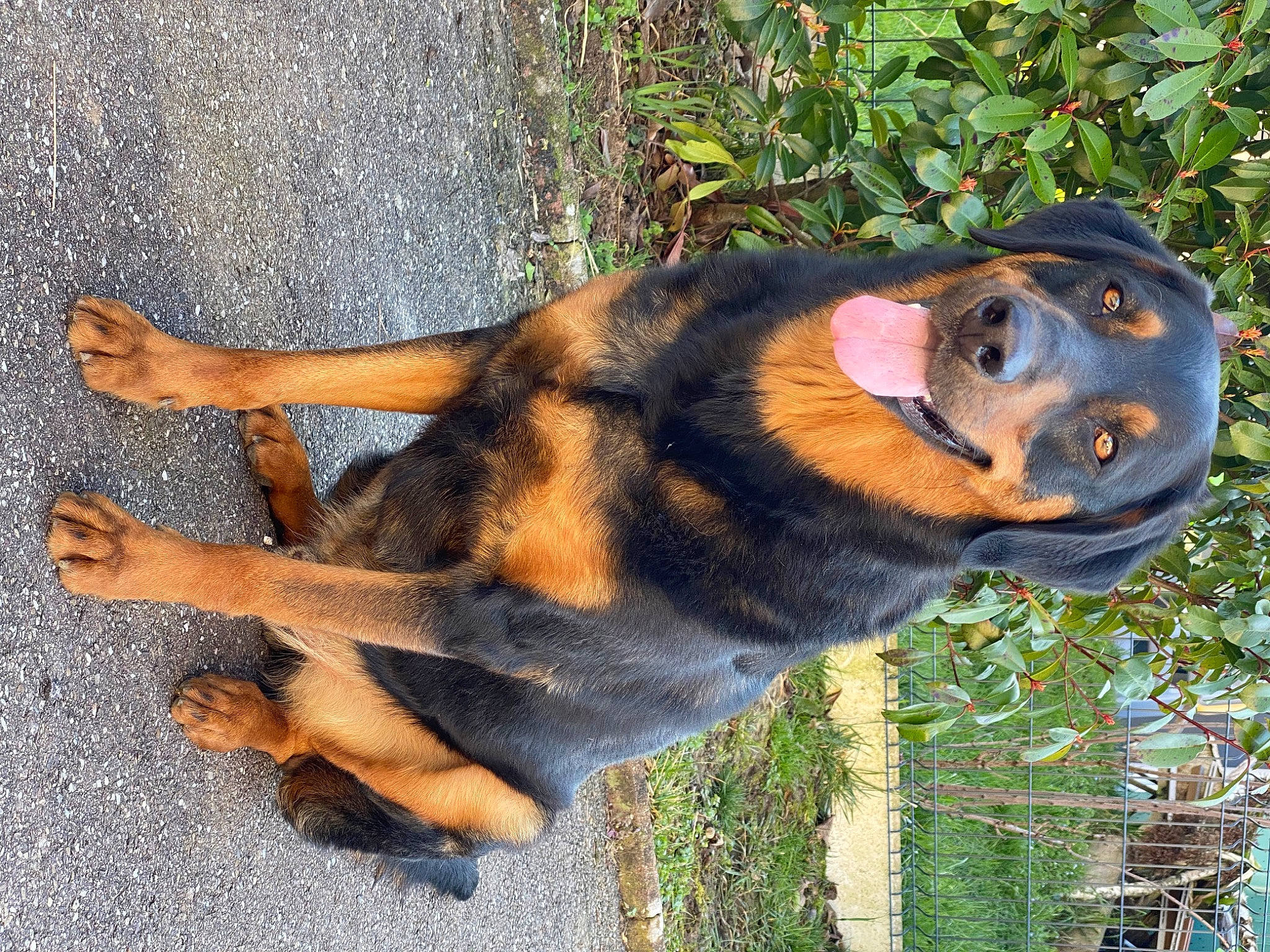 Stitch participe au concours pour gagner de l'argent avec cette photo : ancient_dog_breeds, austrian_black_and_tan_hound, carnivore, companion_dog, dog, dog_breed, grass, guard_dog, hound, montenegrin_mountain_hound, plant, snout, sporting_group, terrestrial_animal, tree, working_animal, working_dog