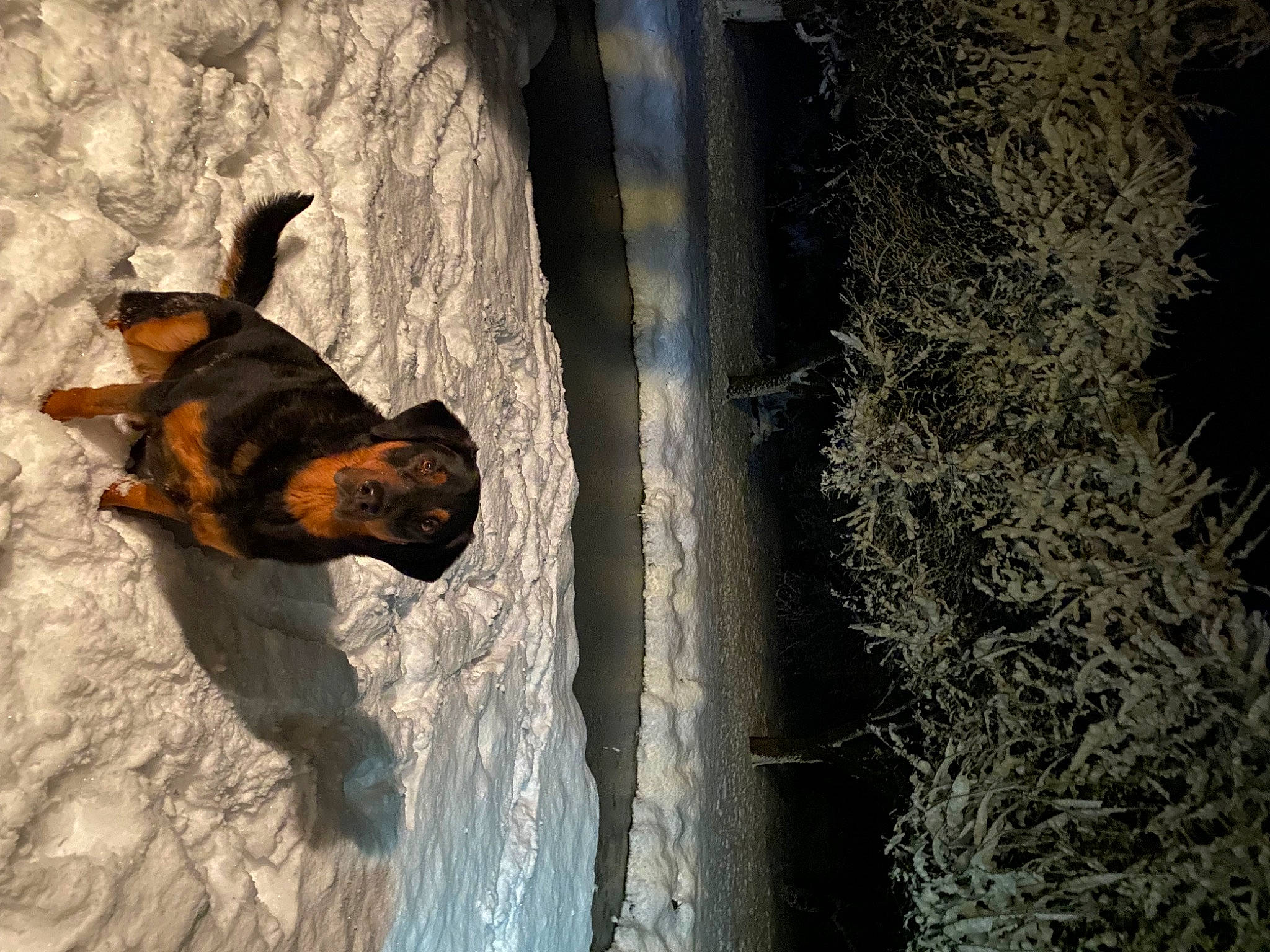 Stitch participe au concours pour gagner de l'argent avec cette photo : bat, branch, carnivore, dog, dog_breed, eye, freezing, fur, grass, guard_dog, plant, rock, shadow, tail, tree, trunk, twig, water, winter, wood