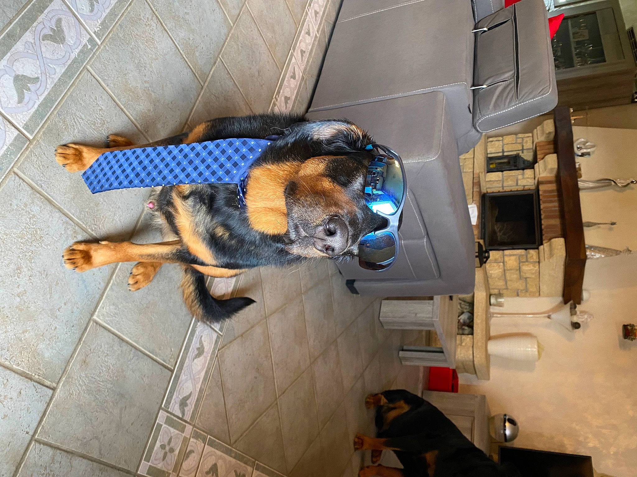 Stitch participe au concours pour gagner de l'argent avec cette photo : canidae, carnivore, companion_dog, dog, dog_breed, dog_supply, fawn, floor, flooring, fur, gas, guard_dog, machine, metal, pet_supply, tail, working_animal, working_dog