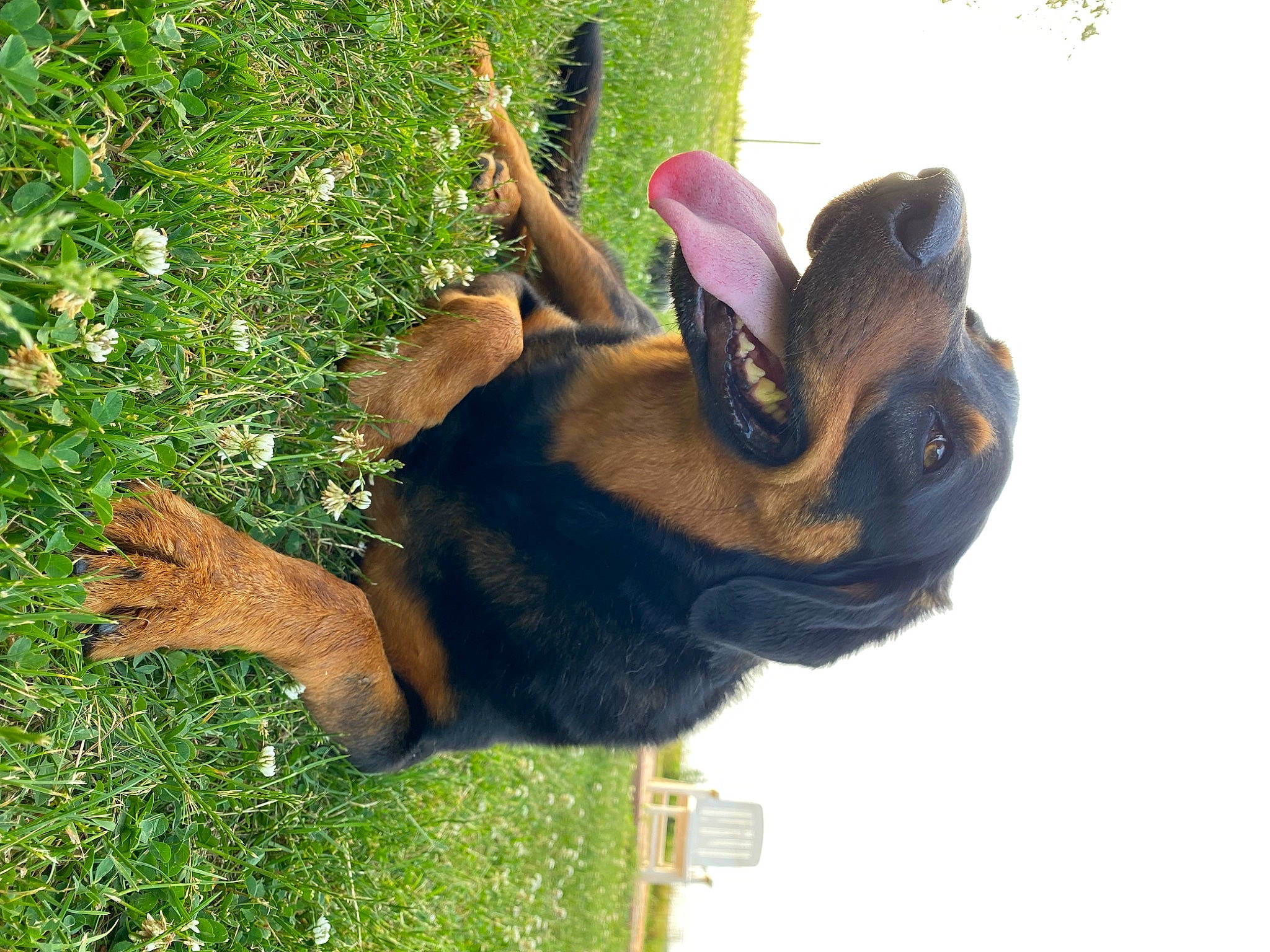 Stitch a rejoint le concours — aidez-le/la à gagner de superbes lots ! bat, companion_dog, dog_breed, ear, fawn, fun, gesture, grass, guard_dog, happy, hat, people_in_nature, plant, snout, terrestrial_animal, toy_dog, tree, working_animal