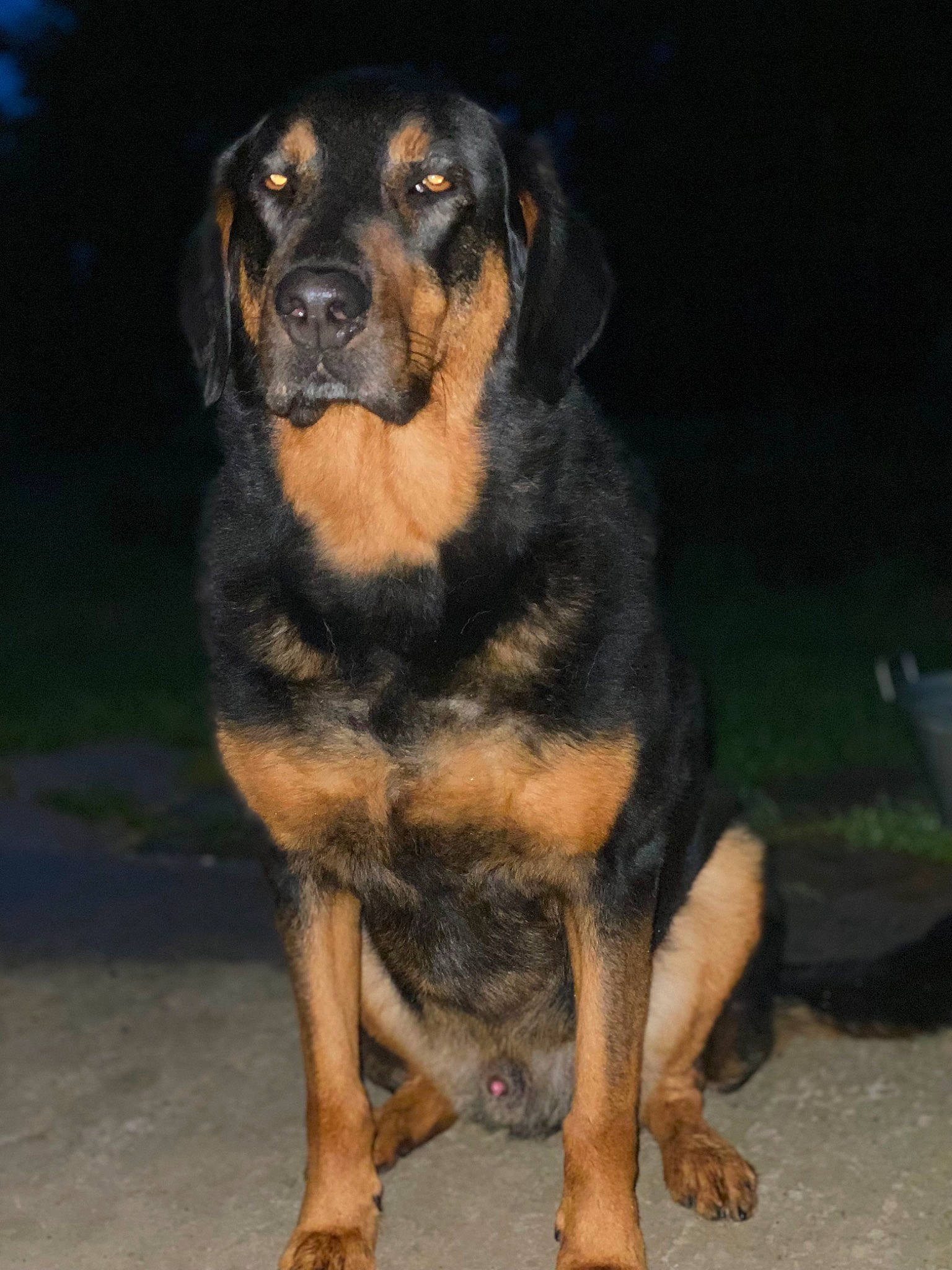 Stitch participe au concours pour gagner de l'argent avec cette photo : austrian_black_and_tan_hound, beaglier, canidae, carlin_pinscher, carnivore, companion_dog, dog, dog_breed, foot, guard_dog, hunting_dog, rottweiler, snout, sporting_group, terrestrial_animal, working_dog