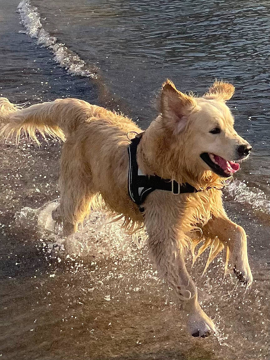 Oby participe au concours pour gagner de l'argent avec cette photo : canidae, carnivore, collar, companion_dog, dog, dog_breed, dog_collar, dog_supply, fawn, lake, leash, pack_animal, pet_supply, snout, sporting_group, tail, terrestrial_animal, terrier, water, working_animal