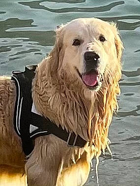 Oby a rejoint le concours — aidez-le/la à gagner de superbes lots ! canidae, carnivore, companion_dog, dog, dog_breed, dog_collar, fang, fur, giant_dog_breed, golden_retriever, gun_dog, happy, recreation, retriever, shout, snout, sporting_group, water, working_animal, working_dog