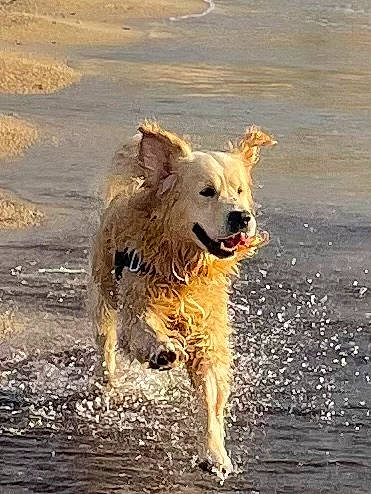 Oby participe au concours pour gagner de l'argent avec cette photo : canidae, carnivore, companion_dog, dog, dog_breed, fawn, jumping, lake, liquid, ocean, retriever, snout, sporting_group, terrestrial_animal, water, wave, wildlife, wind_wave, working_animal, working_dog