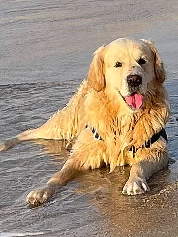 Oby a rejoint le concours — aidez-le/la à gagner de superbes lots ! biting, canidae, carnivore, companion_dog, dog, dog_breed, fawn, fur, golden_retriever, gun_dog, lake, retriever, shout, snout, sporting_group, terrestrial_animal, water, working_animal, working_dog