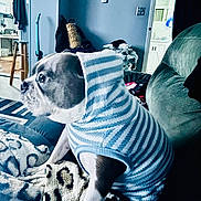 Onyx Reyes Boerst joined the competition — help win amazing prizes! dog, hoodie, striped_clothing, couch, blanket, indoor, living_room, pet, furniture, pattern, brown_and_white_dog, seated, cozy, canine, home, domestic_animal, looking_away, relaxed, comfort, blanket_pattern