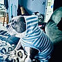 blanket, blanket_pattern, brown_and_white_dog, canine, comfort, couch, cozy, dog, domestic_animal, furniture, home, hoodie, indoor, living_room, looking_away, pattern, pet, relaxed, seated, striped_clothing