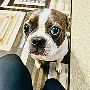 Onyx is registered to the contest to win money with this photo: animal, brown_and_white, carpet, close_up, companion, curious, cute, dog, domestic, expressive_eyes, face, floor, indoor, legs, looking_up, mammal, nose, pet, small_dog, whiskers