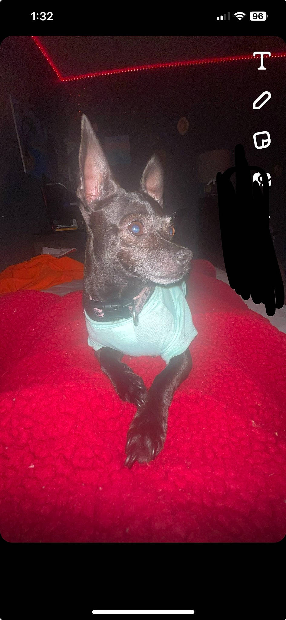 Izzy is registered to the contest to win money with this photo: canidae, carmine, carnivore, companion_dog, dog, dog_breed, dog_supply, fawn, felidae, flooring, guard_dog, magenta, small_to_medium_sized_cats, snout, soft_drink, sporting_group, tail, toy_dog, whiskers, working_animal