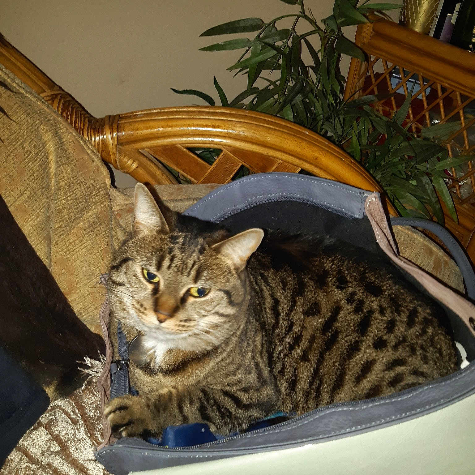 Missy is registered to the contest to win money with this photo: american_shorthair, asian, bengal, bobcat, california_spangled, carnivore, cat, domestic_short_haired_cat, dragon_li, european_shorthair, felidae, mammal, ocicat, pixie_bob, savannah, small_to_medium_sized_cats, tabby_cat, toyger, whiskers, wild_cat