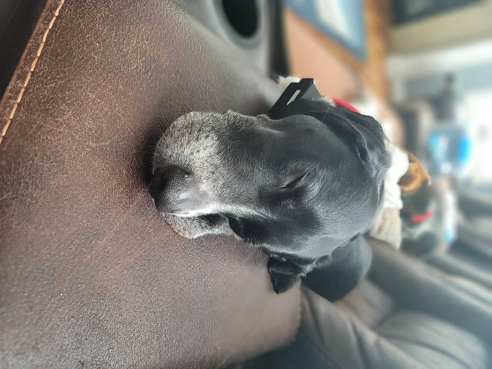 Thor joined the competition — help win amazing prizes! auto_part, carmine, carnivore, comfort, companion_dog, dog, dog_breed, ear, elbow, electric_blue, fashion_accessory, gesture, grey, human_leg, metal, nail, snout, sporting_group, working_animal, wrist