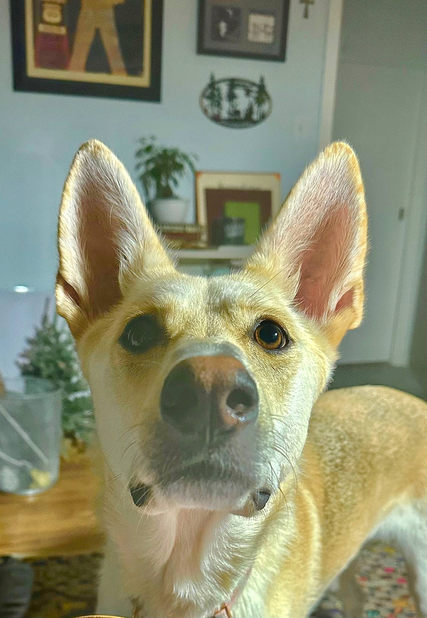 Noel joined the competition — help win amazing prizes! ancient_dog_breeds, canidae, carnivore, companion_dog, dog, dog_breed, ear, eye, fawn, fur, non_sporting_group, picture_frame, plant, snout, sporting_group, tail, terrestrial_animal, toy_dog, whiskers, working_animal