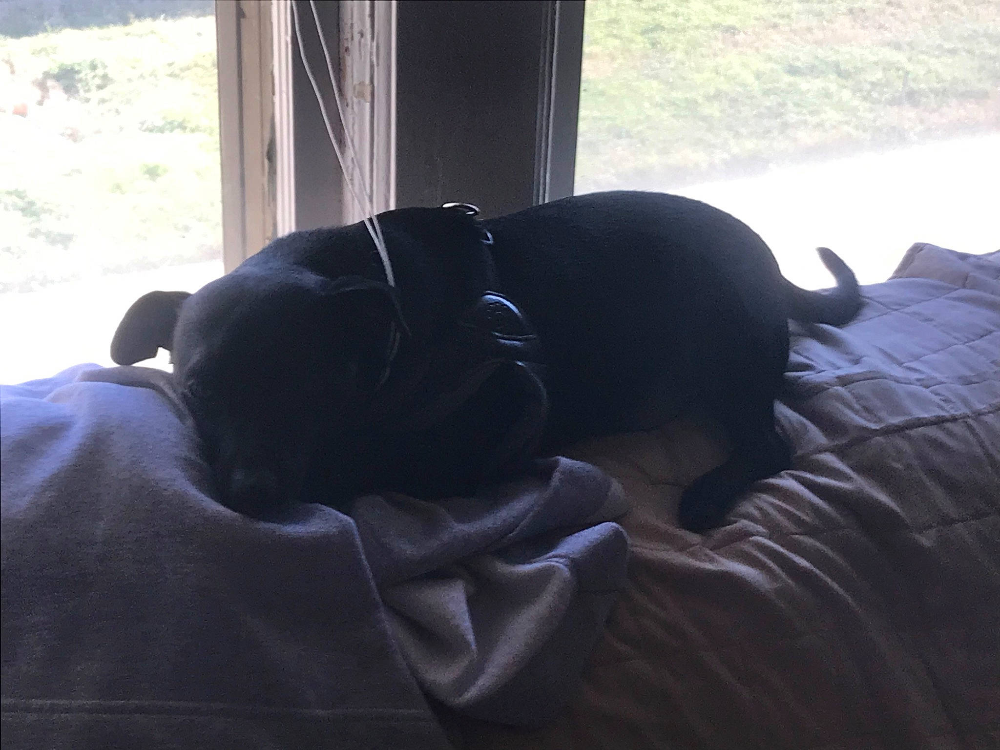 Buddy joined the competition — help win amazing prizes! black_hair, canidae, companion_dog, ear, guard_dog, labrador_retriever, nap, puppy, sleep, sporting_group