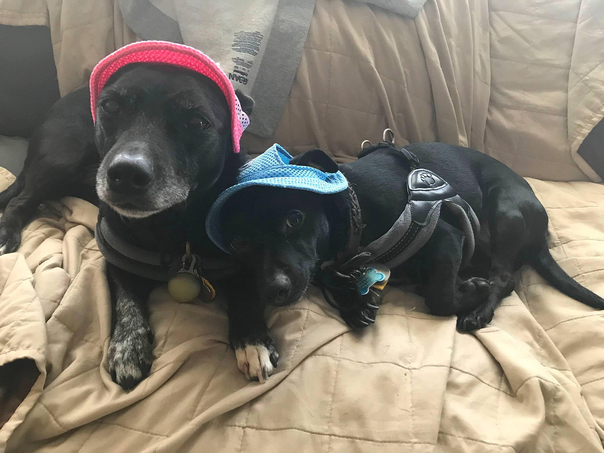 Buddy is registered to the contest to win money with this photo: beagador, canidae, carnivore, companion_dog, dog, dog_breed, guard_dog, labrador_retriever, patterdale_terrier, puppy, snout, sporting_group